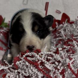 Good n plenty - Black tri-color male Australian Shepherd puppy in Chaplin, Connecticut from Mystic Moon