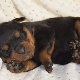 Rottweiler Puppies from Sharp Ridge Rottweilers