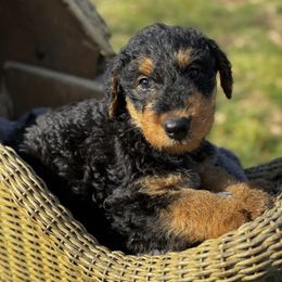 Andy - Black and tan Airedale Terrier puppy in Mooresville, North Carolina from Farm 55
