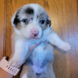American Corgi Puppies from DnD Corgis