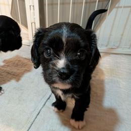 Jackson - Black and white male Cavalier King Charles Spaniel puppy in Stilwell, Oklahoma from Love Bug Cavaliers