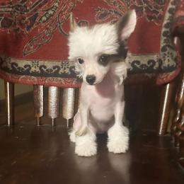 Chihuahua and Chinese Crested Puppies from Western Kentucky Chihuahua’s and Chinese Crested’s