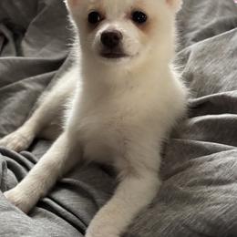 Glamour aka Princess - White female Pomsky puppy in Cadillac, Michigan from JHS Pomskies