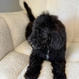 Charlie - Black male Goldendoodle puppy in Twin Falls, Idaho from Burrow & Bone