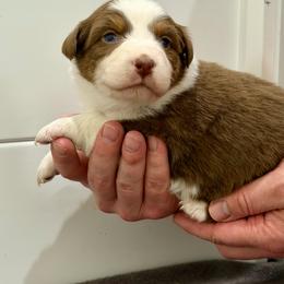 Trudy - Red tri-color female Australian Shepherd puppy in Collinston, Utah from Corbridge Aussies
