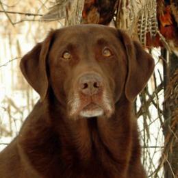 Labrador Retrievers from Drakehaven Labradors