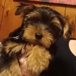 Yorkshire Terrier Puppies from Melody & Gingers Yorkies