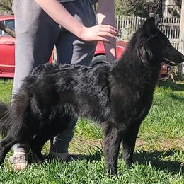 Lilly - Black female Belgian Sheepdog puppy in Green Bluff, Washington from Clawson Belgians