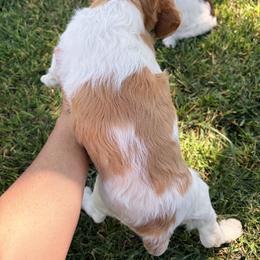 Brittany Puppies from Double K Brittanys