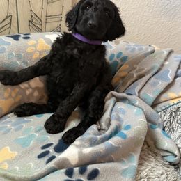 Goldendoodle Puppies from Daisy’s Doodles