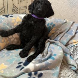 Goldendoodle Puppies from Daisy’s Doodles