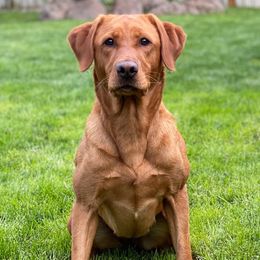 Storm - Labrador Retriever