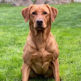 Storm - Labrador Retriever
