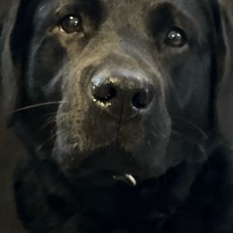 Labrador Retrievers from Bridgecreek Kennels