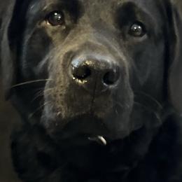 Labrador Retrievers from Bridgecreek Kennels