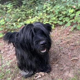 Bridget - Skye Terrier