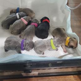 Girl 6 - Blue female French Bulldog puppy in Stockton, Missouri from Willis Family Frenchies