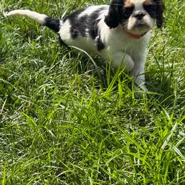 Lady - Red and white female English Toy Spaniel puppy in Pennsylvania from Enchanting Charlies