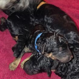 Levi'a - Phantom female Poodle puppy in Crewe, Virginia from Whispering Woods Farms LLC