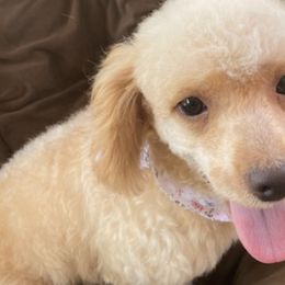 Poodles from Mendez Poodles