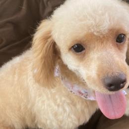Poodles from Mendez Poodles