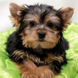 Charming Girl - Blue and gold female Yorkshire Terrier puppy in Stanton, California from Essence of Grace Yorkies