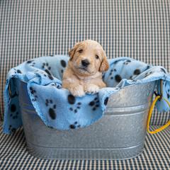 Goldendoodle Puppies from Hershey PAw Doodles