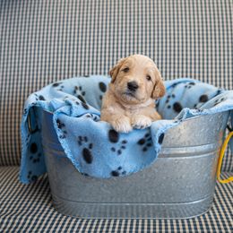 Goldendoodle Puppies from Hershey PAw Doodles