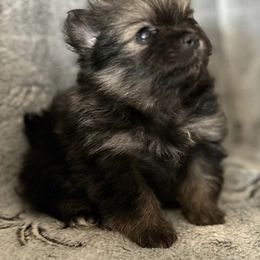 Pomeranians from Lord Pomeranians