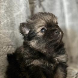 Pomeranians from Lord Pomeranians