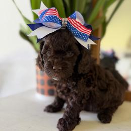 Pink Girl - Brown female Cockapoo puppy in Fort Gibson, Oklahoma from Waggle Doodles