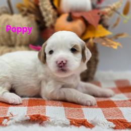 Poppy - Parti female Goldendoodle puppy in Summerville, South Carolina from Channys Doodles