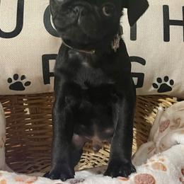 Pugs from Pugs & Kisses