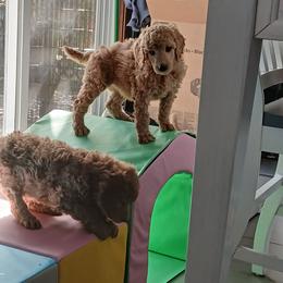 Purple - Apricot female Poodle puppy in Big Rapids, Michigan from Meeker's Ridge Standard Poodles