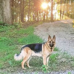 German Shepherds from Shagbarkwood Farm