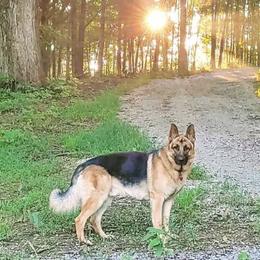 German Shepherds from Shagbarkwood Farm