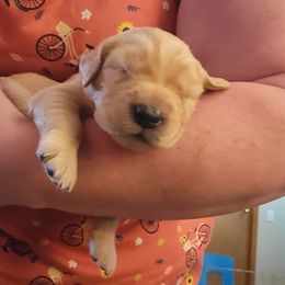 Golden Retriever and Pug Puppies from Paradise Peaks