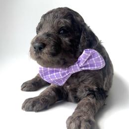Satyr - Merle male Goldendoodle puppy in Mount Pleasant, Tennessee from Doodle My Heart