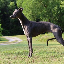 Aurora - Whippet