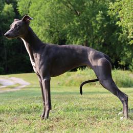 Aurora - Whippet