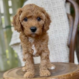 Peach - Apricot female Cavapoo puppy in Arlington, Texas from Van Haselen Poodles and Doodles