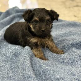 Boy 3 - Black and tan male Yorkshire Terrier puppy in Zebulon, North Carolina from Eastern Wake Yorkies