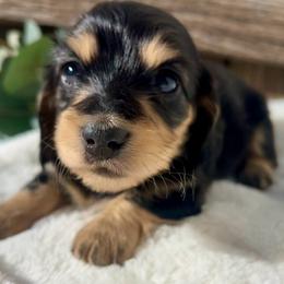 Black and Cream female - Black and cream female Dachshund puppy in Nampa, Idaho from Long_and_Low_Dachshunds