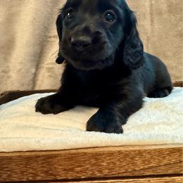 Chip - Black male Dachshund puppy in Franklin, Tennessee from Wendy's Weenies