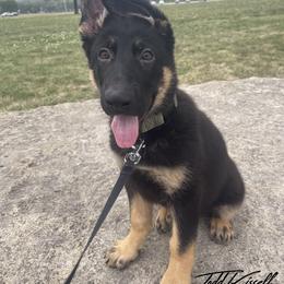 German Shepherd Puppies from Platzhirsch German Shepards