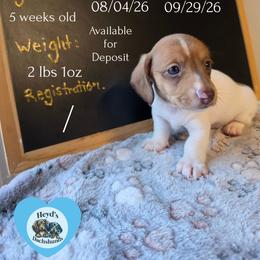 Rabbit - Piebald male Dachshund puppy in Hoquiam, Washington from Heyd's Mini Dachshunds