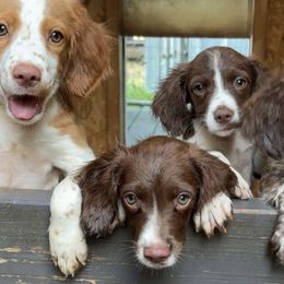 Brittany puppies from Rocking L Farms