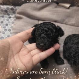 No name - Silver male Poodle puppy in Montevallo, Alabama from Pinky Toypoodle Jackson