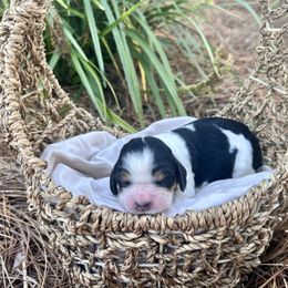 Morticia - Black and white female English Springer Spaniel puppy in Swainsboro, Georgia from Sweet Georgia Springers