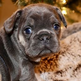 French Bulldogs and Rottweilers from Muletown Rotties